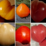 SET Ochsenherz Artikelbild