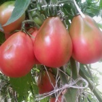 Tomate Sibirische rosa Birne Artikelbild