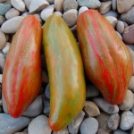 Tulip Green Artikelbild
