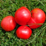 Artikelbild