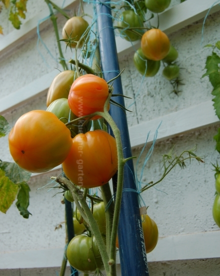 Ayollar bilan qattiq anal porno